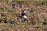 Northern Lapwing