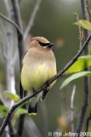 Cedar Waxwing