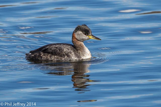 Red-necked-Grebe-W5G6912