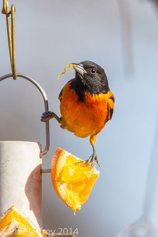 Baltimore Oriole