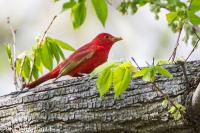 Summer Tanager first spring male