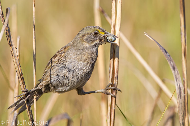 Seaside Sparrow