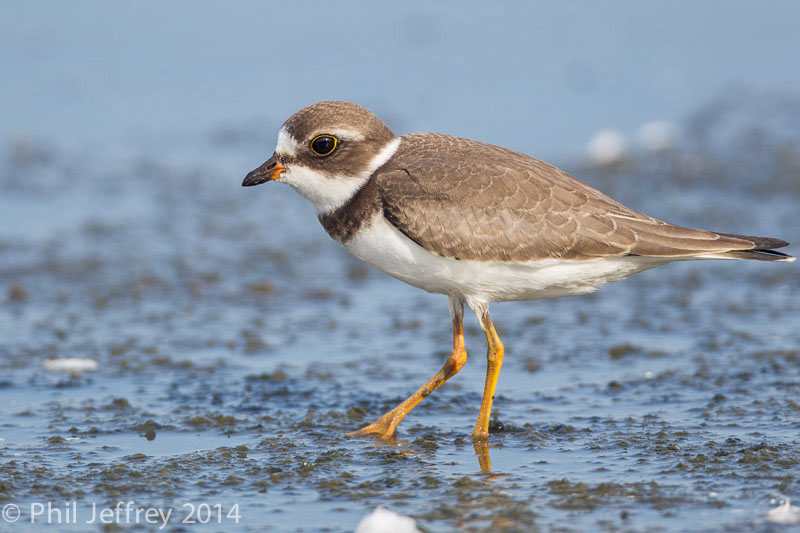 Semipalmated Plover