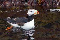 Alcids and Pelagics
