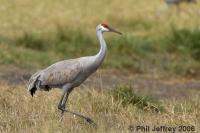 Sandhill Crane