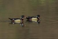 Waterfowl