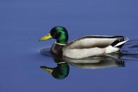 Mallard
