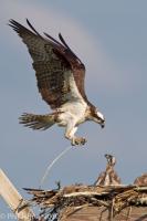 Birds of Prey