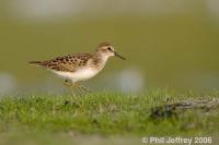 Least Sandpiper