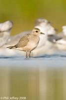 Shorebirds