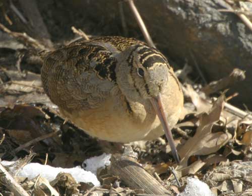 American Woodcock