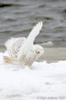 Owls