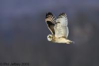 Short-eared Owl
