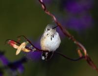 Hummingbirds