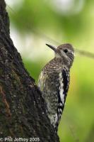 Woodpeckers