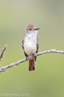 Flycatchers