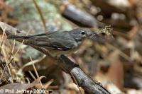 Vireos