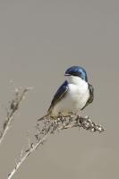 Swallows