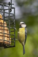 Blue Tit