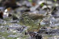 Northern Waterthrush